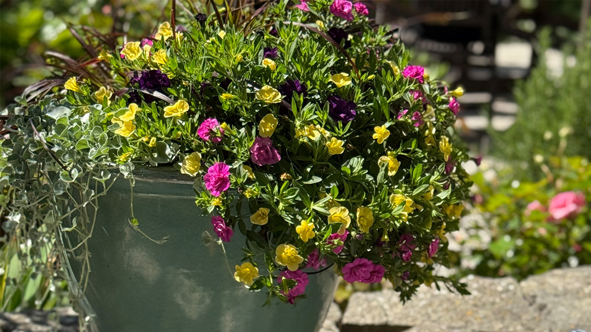 Kruka med sommarblommor